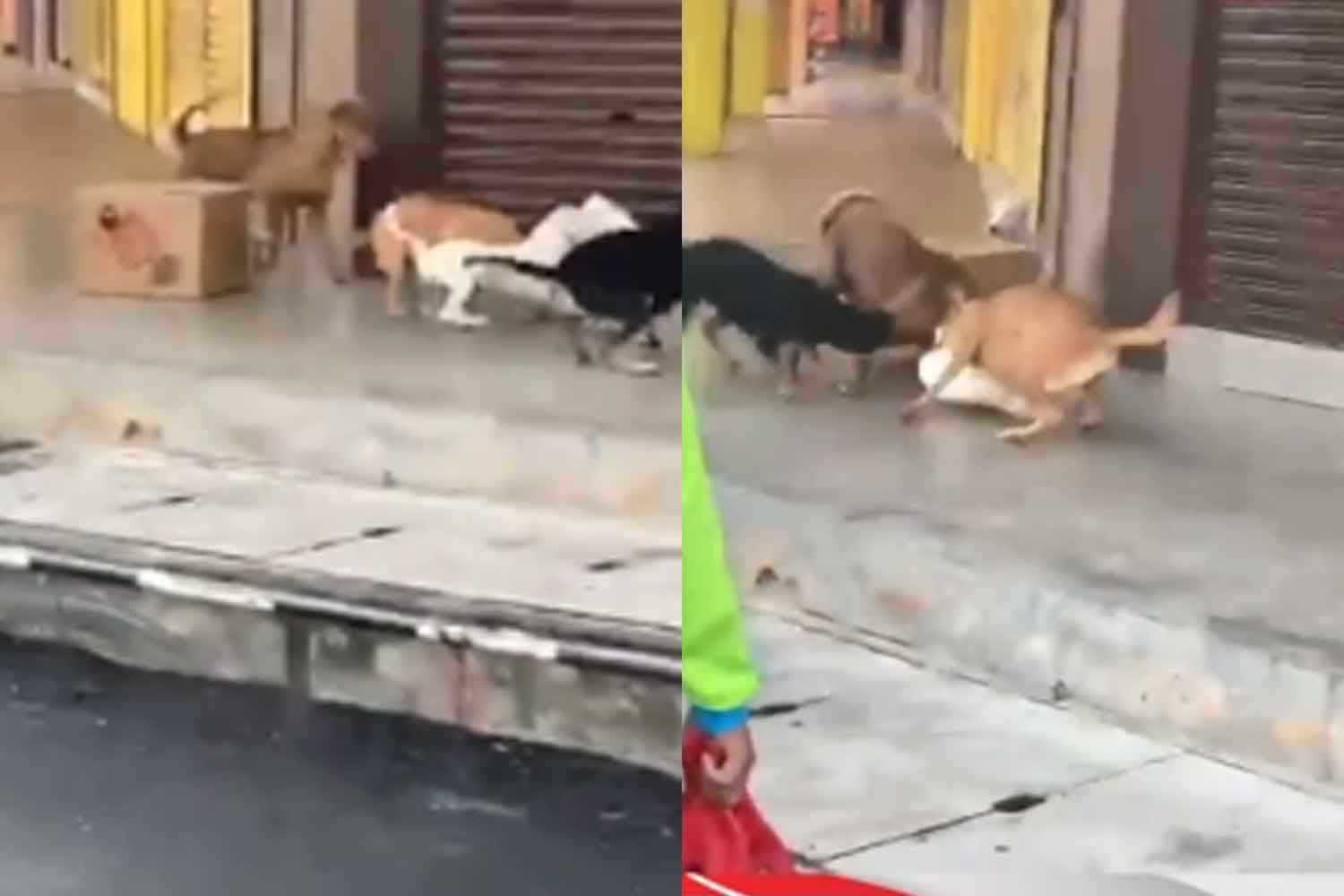 Nak menangis tengok aksi seekor kucing lawan empat ekor Anjing