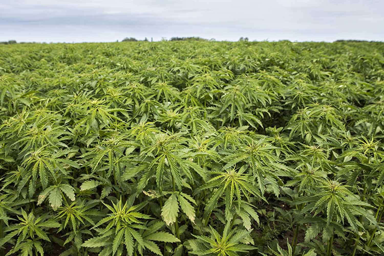 Artis veteran mengaku tanam 99 jenis ganja, banyaknya! Nak buat ulam ke?