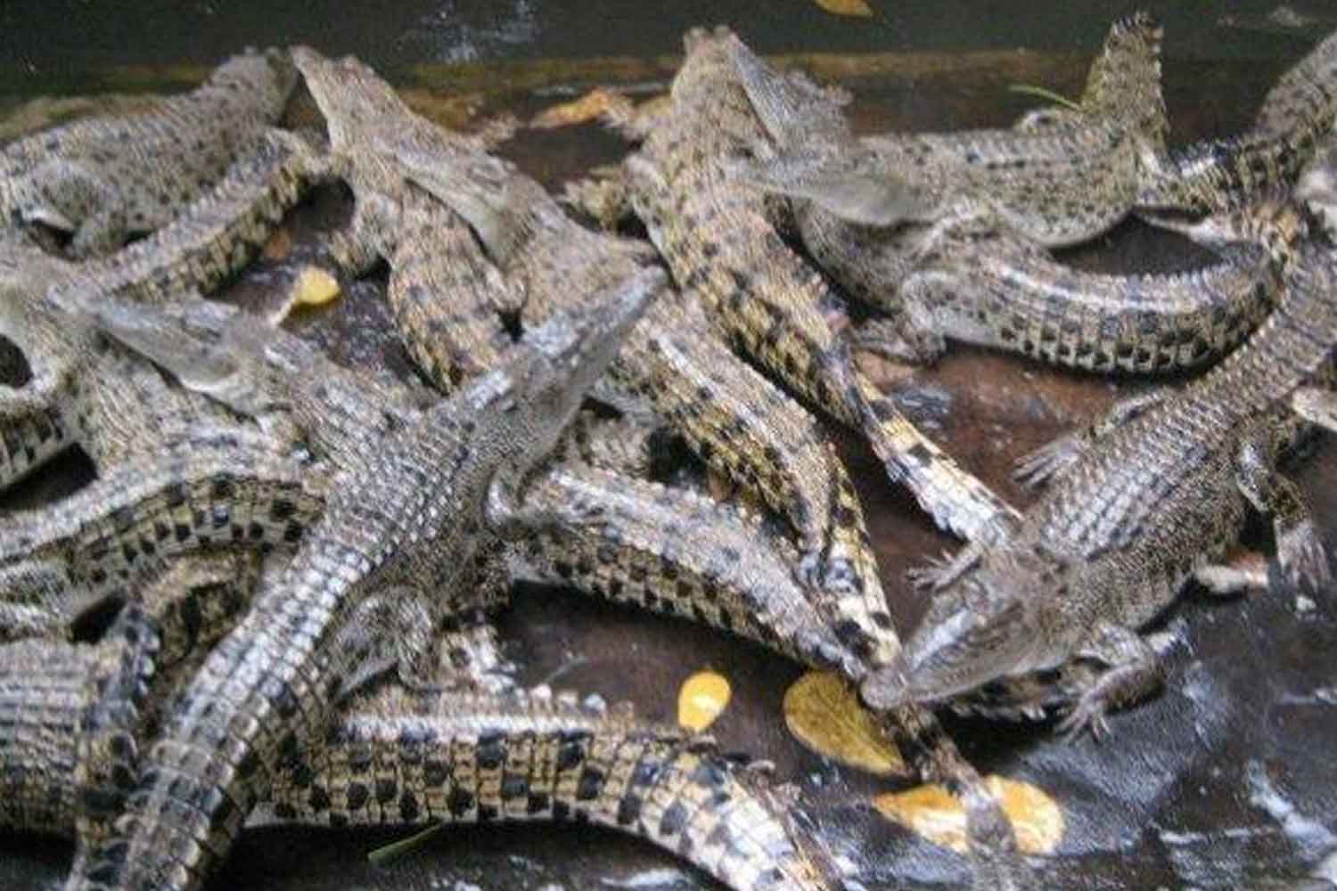 Populasi buaya di Sarawak cecah 180,000 undang keresahan penduduk