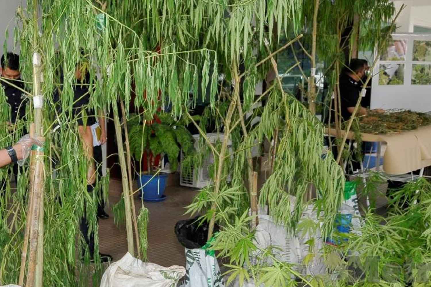 Bekas ahli politik berpangkat Datuk? Ditangkap tanam pokok ganja keliling rumah