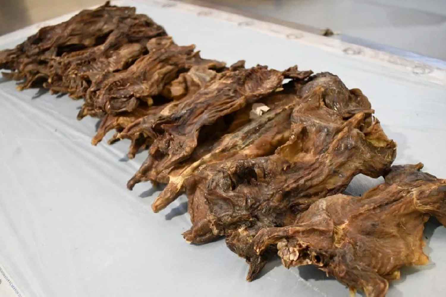 'Dia nak buat masak lemak kot?', pelancong Vietnam 'kantoi' bawa masuk 10kg tikus salai