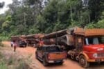 Gara-gara pembalakan haram, orang asli di Gua Musang mengeluh susah cari makan
