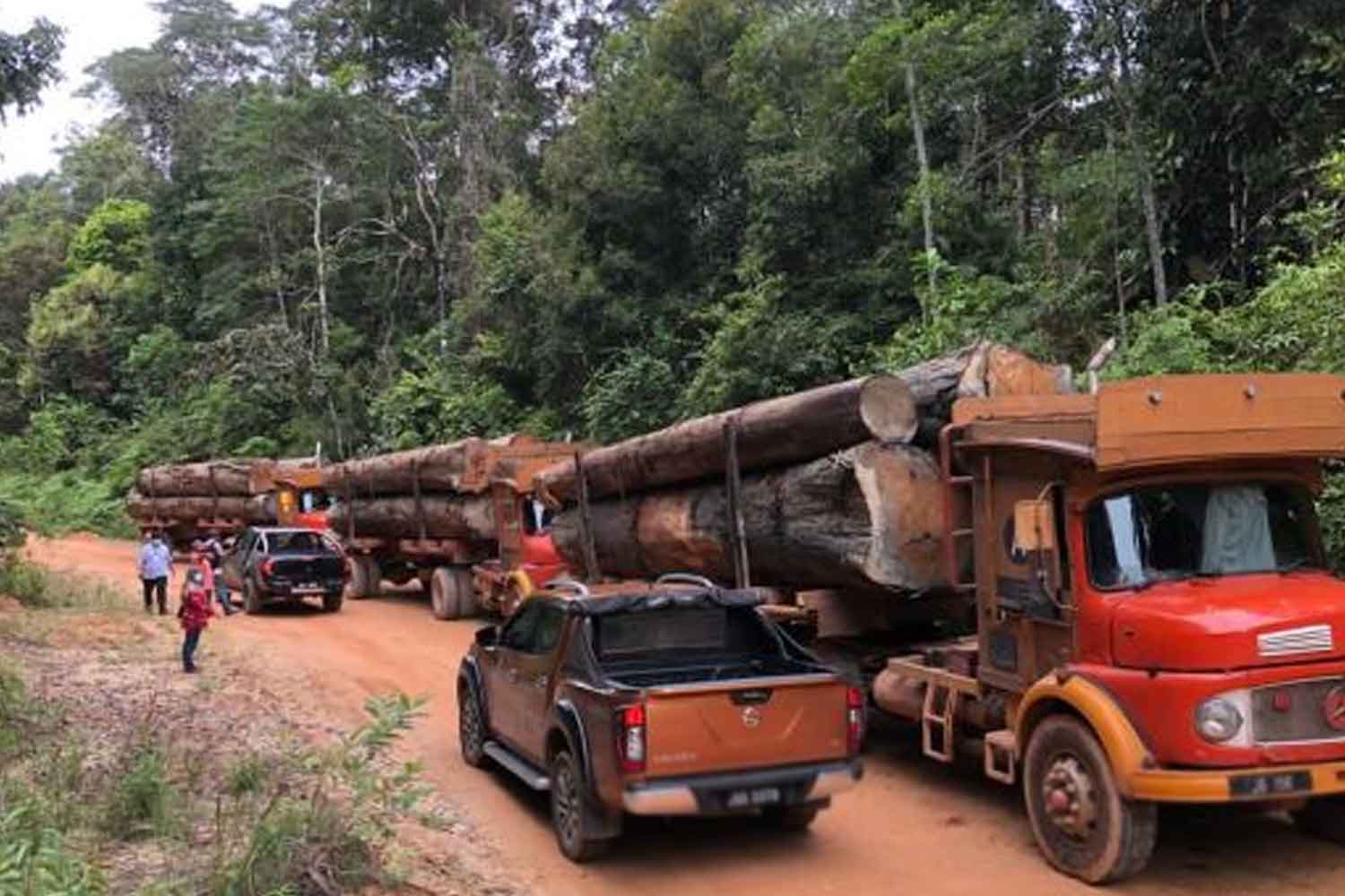 Gara-gara pembalakan haram, orang asli di Gua Musang mengeluh susah cari makan
