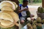Penduduk gempar pokok durian berusia 150 tahun masih mengeluarkan hasil curi tumpuan netizen
