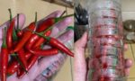 Cili kekal segar sampai 8 bulan jika guna cara ini, paling penting tak perlu dah alas tisu!