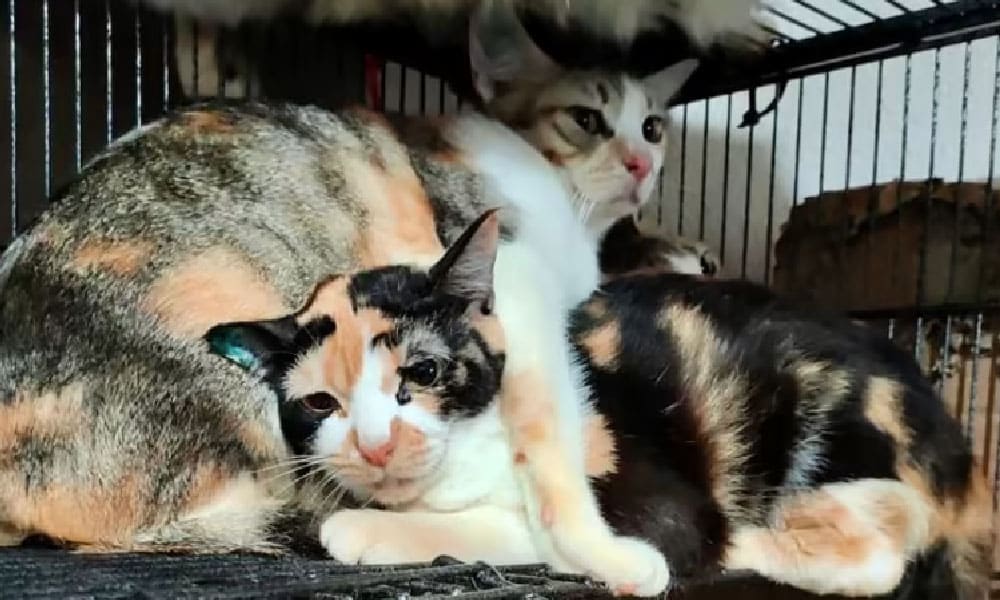 1000 kucing diselamatkan sebelum diproses jadi sosej