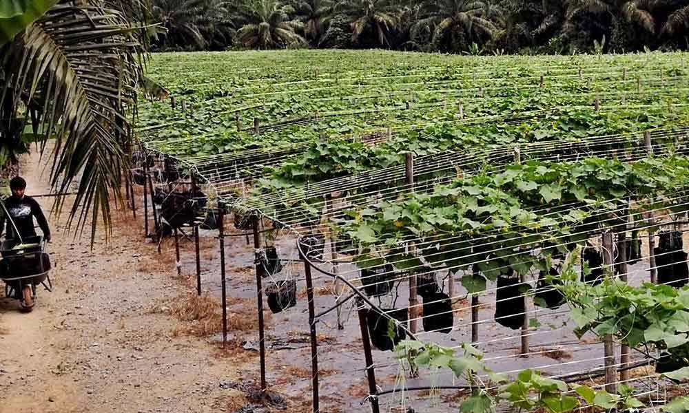 Senang je rupanya! Ini cara mohon geran usahawan muda pertanian bernilai RM20000, mohon segera!