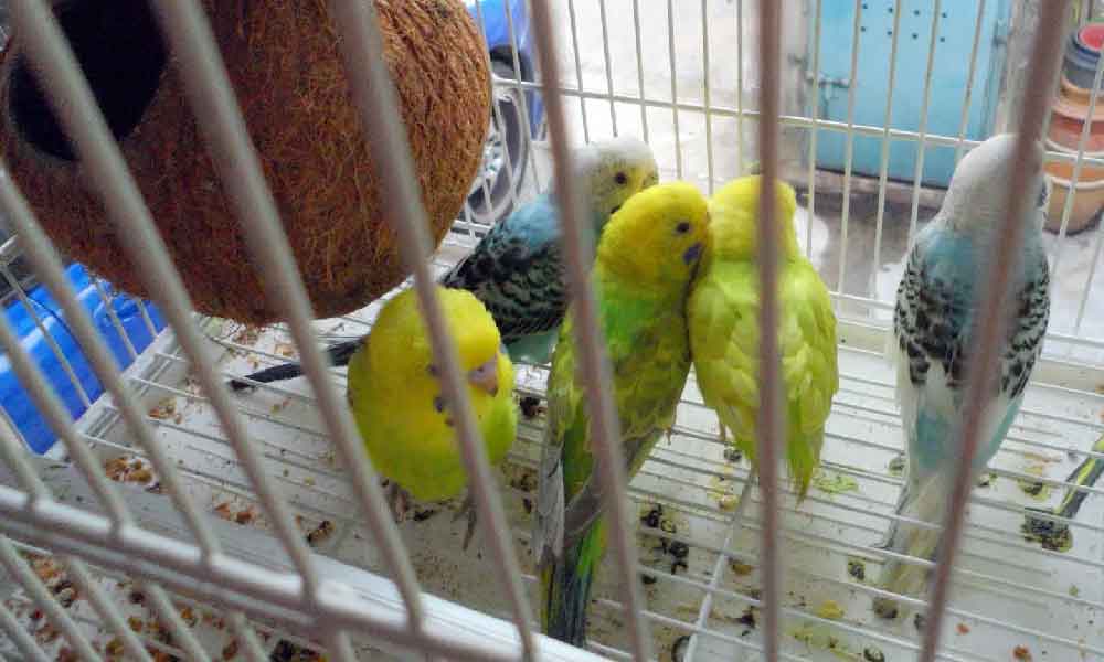Dah keluar belanja lebih RM300 tapi lepaskan, ini hukum pelihara burung dalam sangkar kecil