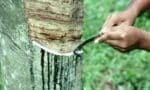 Penoreh getah menggeletar diumum jutawan ini puncanya
