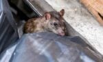 Rumah jadi sarang tikus? Guna je 3 bahan ini 'confirm' cik ti tak berani balik rumah